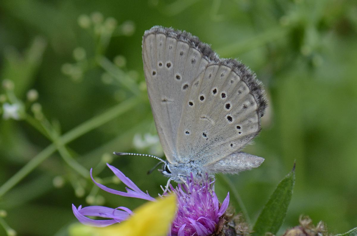 Lycaenidae da id.